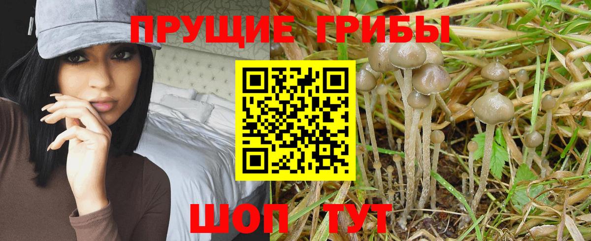 Галлюциногенные грибы GOLDEN TEACHER  Вход с VPN  Красный Сулин 